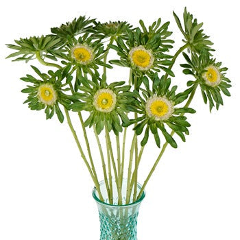 Not your Grandma's Aster
