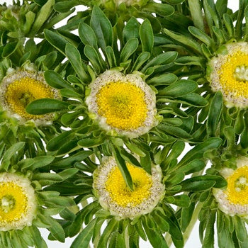 Not your Grandma's Aster