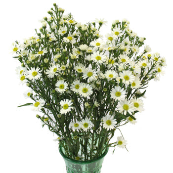 Aster Flowers White