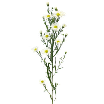 Aster Flowers White