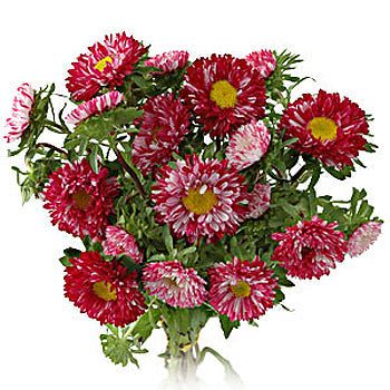 Monochromatic Pinky Matsumoto Aster Flowers