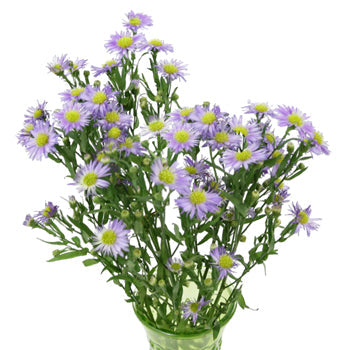 Light Purple Blush Aster Flower