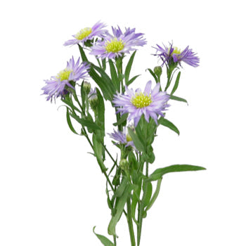 Light Purple Blush Aster Flower