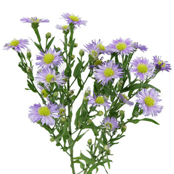 Light Purple Blush Aster Flower