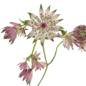 Green Splash Lilac Astrantia