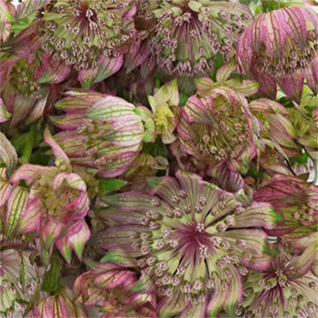 Green Splash Lilac Astrantia