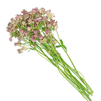 Green Splash Lilac Astrantia