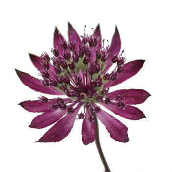 Purple Bulk Astrantia