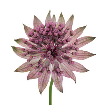 Pinky Lavender Wholesale Astrantia
