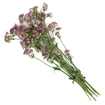 Pinky Lavender Wholesale Astrantia