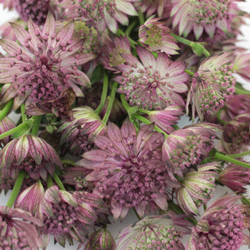 Pinky Lavender Wholesale Astrantia
