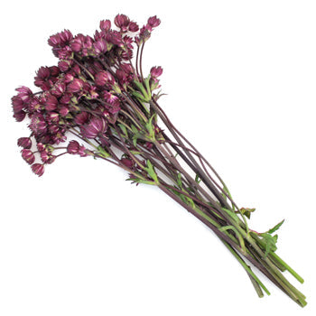 Purple Bulk Astrantia