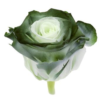 Preserved Atacazo Rose