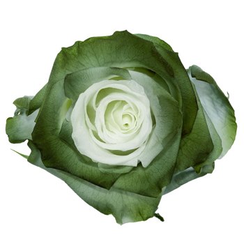 Preserved Atacazo Rose