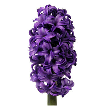 Royal Purple Hyacinth Flower January to April