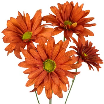 Cinnabar Daisy Flower