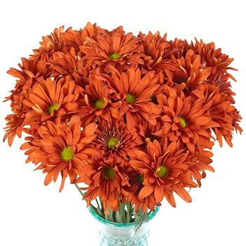 Cinnabar Daisy Flower