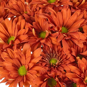 Cinnabar Daisy Flower