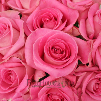 Attache Hot Pink Rose