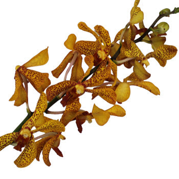 Autumn Afternoon Mokara Orchids