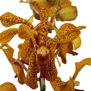 Autumn Afternoon Mokara Orchids