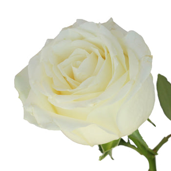 Avalanche White Rose
