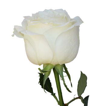 Avalanche White Rose