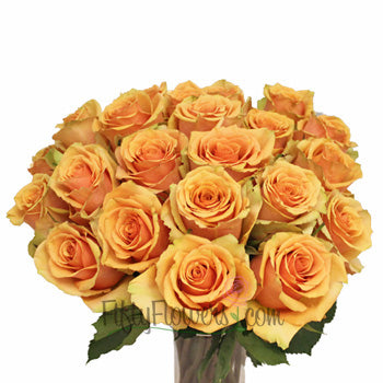 Azafran Orange Rose