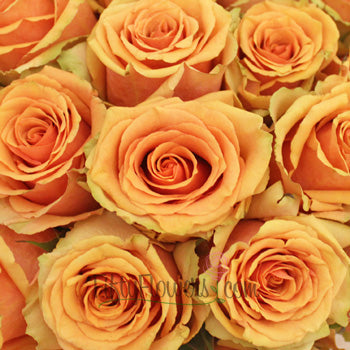 Azafran Orange Rose