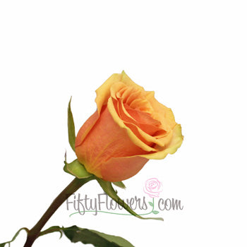 Azafran Orange Rose
