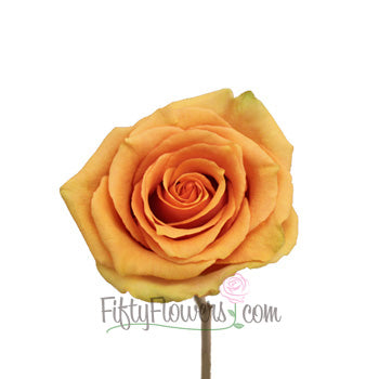 Azafran Orange Rose