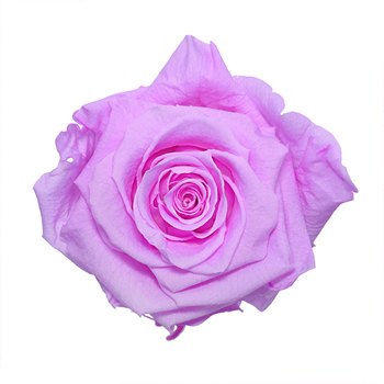 Preserved Baby Lily Rose