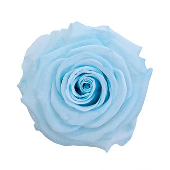 Preserved Baby Light Blue Rose