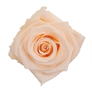Preserved Baby Light Peach Rose