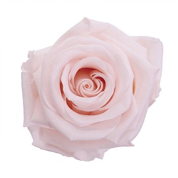 Preserved Baby Light Pink Rose