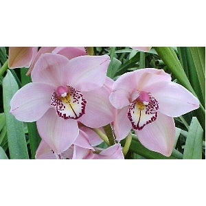 Cymbidium Orchids Baby Pink Burgundy Lip