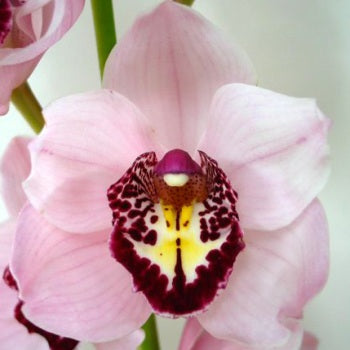 Cymbidium Orchids Baby Pink Burgundy Lip