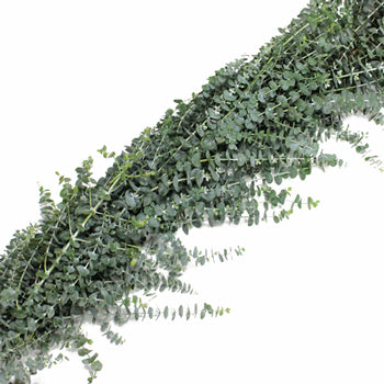 Baby Eucalyptus Garland by the foot