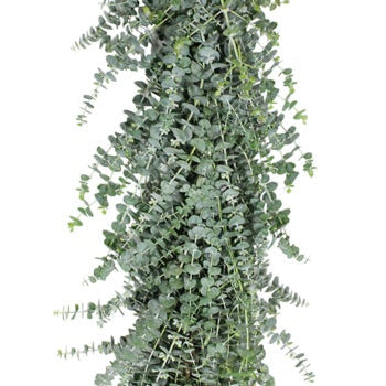 Baby Eucalyptus Garland forsale