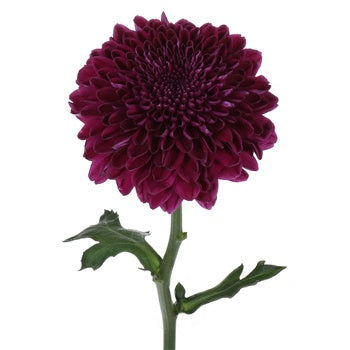 Burgundy Bahlia flower stem with leaves