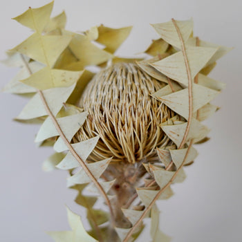 Dried Natural Banksia Baxteri Flower