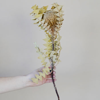 Dried Natural Banksia Baxteri Flower