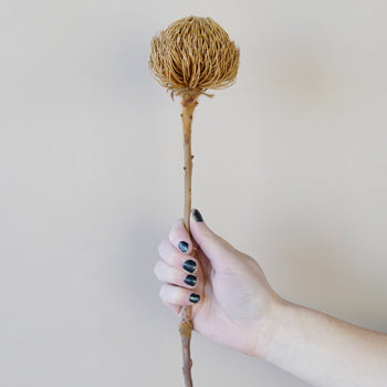 Dried Banksia Baxteri Blossom