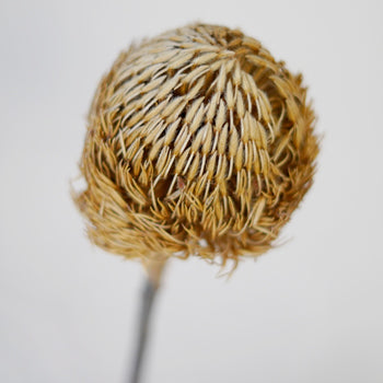 Dried Banksia Baxteri Blossom