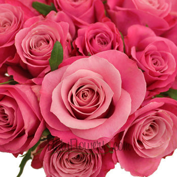 Berry Bubblegum Sweetheart Roses