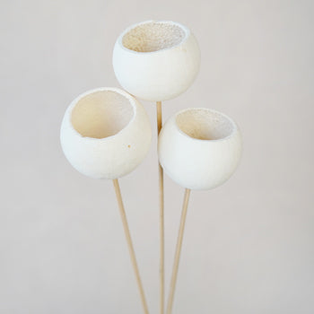 Bleached Bell Cups