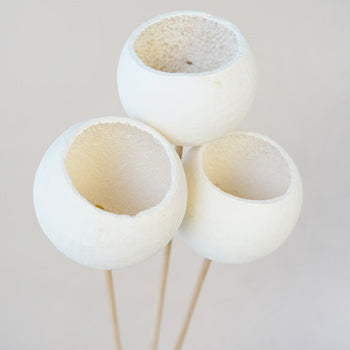 Bleached Bell Cups
