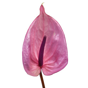 Blushing Bride Designer Anthurium Flower