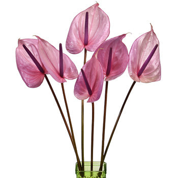 Blushing Bride Designer Anthurium Flower