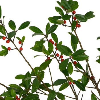 St. Augustine Holly Holiday Greenery